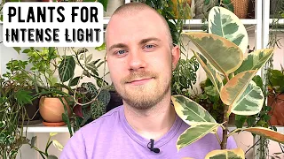 Houseplants That Thrive In Harsh Sunlight (South, West Facing Windows)