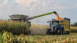 MIETITURA MAIS 2020 | Claas Lexion 760 + Dominoni 8 file | New holland T8040-M135 /Corn Harvest