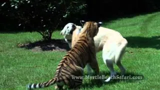 Dog Raises Tiger Cub - Gemma & Veda