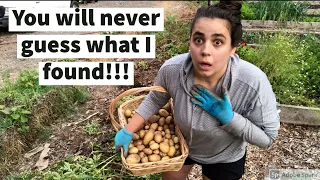 Harvesting My No-Dig (Ruth Stout) Potato Bed | Did I Out Do Last Years Yield?