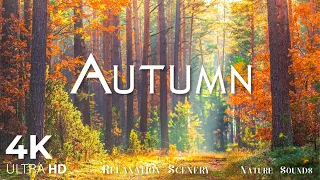 Enchanting Autumn Forests with Beautiful Piano Music - 4K Autumn Ambience & Fall Foliage