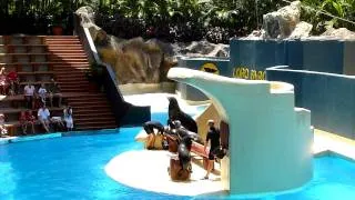 Loro Parque Sea lion Show Pt. 1/2 (HD)