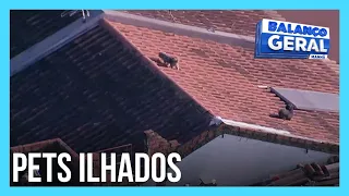 Helicóptero da RECORD flagra cachorros ilhados em telhados após enchente