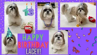 Happy 13th Birthday to Lacey! 🎉🎂🥳 | Dog present 🎁 and treats 🍖🍌 | Cute Shih Tzu 🐾