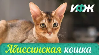 🔥АБИССИНСКАЯ КОШКА🔥 САМЫЕ УМНЫЕ КОШКИ🔥 ИНТЕРЕСНЫЕ ФАКТЫ О ЖИВОТНЫХ🔥 ЭТО НАДО УВИДЕТЬ🔥ПОДПИШИТЕСЬ🔥