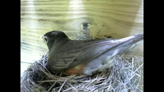 Robin preparing for laying egg