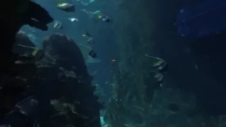 Sharks in aquarium at Loro Parque