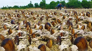 Wow amazing! A fisherman catch clams & Snails in dry water at side of river | Traditional in Asia