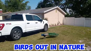 BIRDS OUT IN FLORIDA NATURE #ibon #ptak