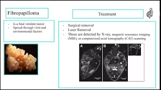 Sea Turtle Fibropapillomatosis Tumors