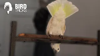 Difficulties in Training a White Cockatoo Parrot