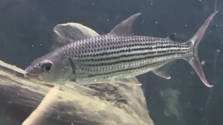 Vitatus African tiger fish 7 inch rivermonster