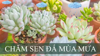 Mùa mưa chăm sóc sen đá thế nào?| Succulents| 多肉植物| 다육이들 | Suculentas