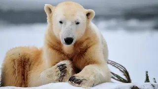 Животные Арктики первые ощутили на себе влияние глобального потепления (новости)