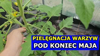 Kluczowa Pielęgnacja Pomidorów, Papryki, Cebuli, Marchewki, Koperku, Czosnku pod Koniec Maja Uprawa.