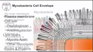 Tuberculosis: Mycobacterial Cell Envelope