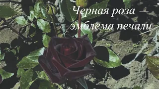 Черная роза - эмблема печали