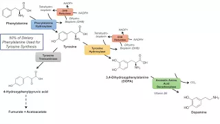 Catecholamine Biosynthesis Pathway