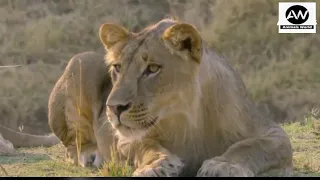 Lion VS Buffalo buffaloes rescue baby elephant from lions