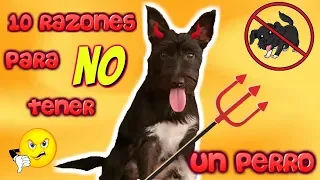 10 Razones para NO tener un Perro Cachorro como Lana / Funnydogs