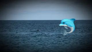 Дельфины в Сочи 🐬 Идёт подготовка пляжей к летнему сезону🏖