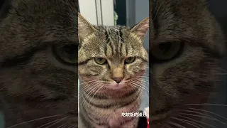 Cat sound to attract cats🙀realistic multiple meows