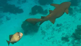 Titan Triggerfish Attack  🤯😱🦈