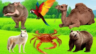 Wild Animal Sounds In Peaceful - Seagull, Camel, Wolf, Bear, Hippo, Buffalo, Crab -  Animal Moments.