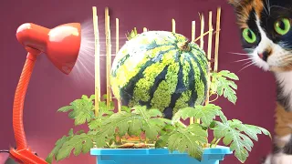 ROOM-GROWN MELONS - 90 DAYS AFTER