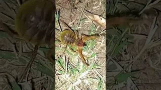 Camel Spider Attacking on A Ants