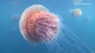 Как действует на человека яд Гигантской медузы Номура (Nomura's jellyfish) — Nemopilema nomurai ?