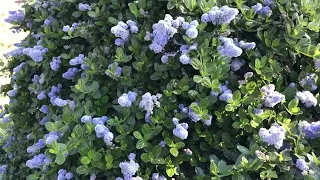 Ceanothus Thyrsiflorus | Yankee Point