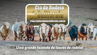 A maior fazenda de touros de rodeio?! Cia. Califórnia