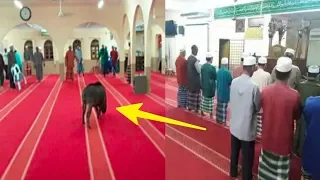 Babi Hutan Nyelonong Masuk Masjid, Lukai Jemaah Salat Maghrib