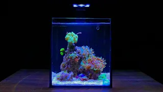 Nano Reef Tank Update Month Eight (No Skimmer)