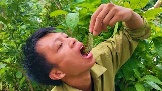 Catching Giant Pupa for Food While Surviving Alone in the Forest | Triệu Phượng Tăng