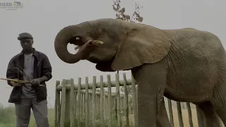 Elephants in the Mist | Khanyisa Does Not Like Puddles!
