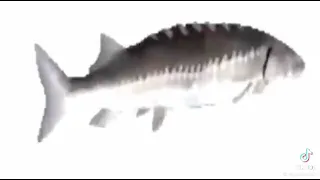 Spinning fish