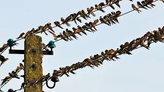 Почему птицы могут сидеть на линиях электропередач?