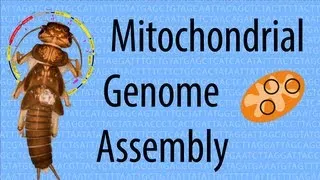 Mitochondrial Genome Assembly based on low coverage 454 data (Vlog #5)