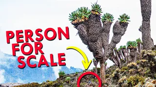 The Tree Impersonator That’s Climbing Kilimanjaro