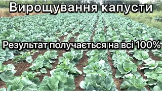 Все буде Україна! Вирощування капусти 1 місяць після висадки, результат перевищив мої очікування💪