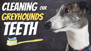 Cleaning our Greyhound's teeth