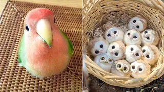 Baby Animals 🔴 Funny Parrots and Cute Birds Compilation (2021) Loros Adorables Recopilación #36