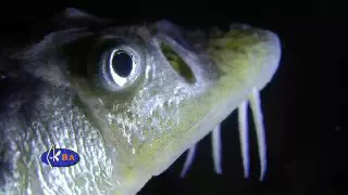 Primus The Ol' Diamondback Sturgeon Music Video