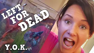 This Betta Was Going To Die! You Oughta Know How We Saved A Betta From Certain Death!