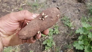 Утепляем картошку! Спасаем от жары. Посадка в гребни похоже лучший вариант на тяжёлой почве!