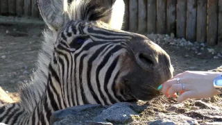 Минский ЗООПАРК 2017. Minsk Zoo 2017.