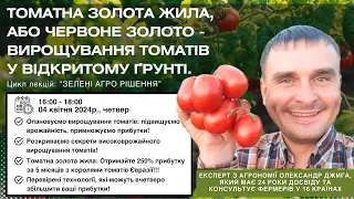 Томатна золота жила, або червоне золото - Вирощування томатів у відкритому ґрунті.