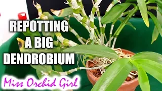 Repotting one of my oldest Orchids - a big Dendrobium!